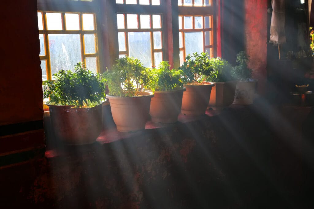 Como identificar e corrigir os principais problemas de jardim em apartamento