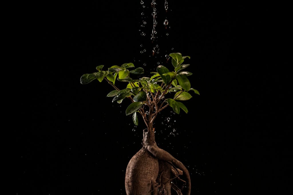 Estado crítico quando as raízes das plantas começam a apodrecer no vaso
