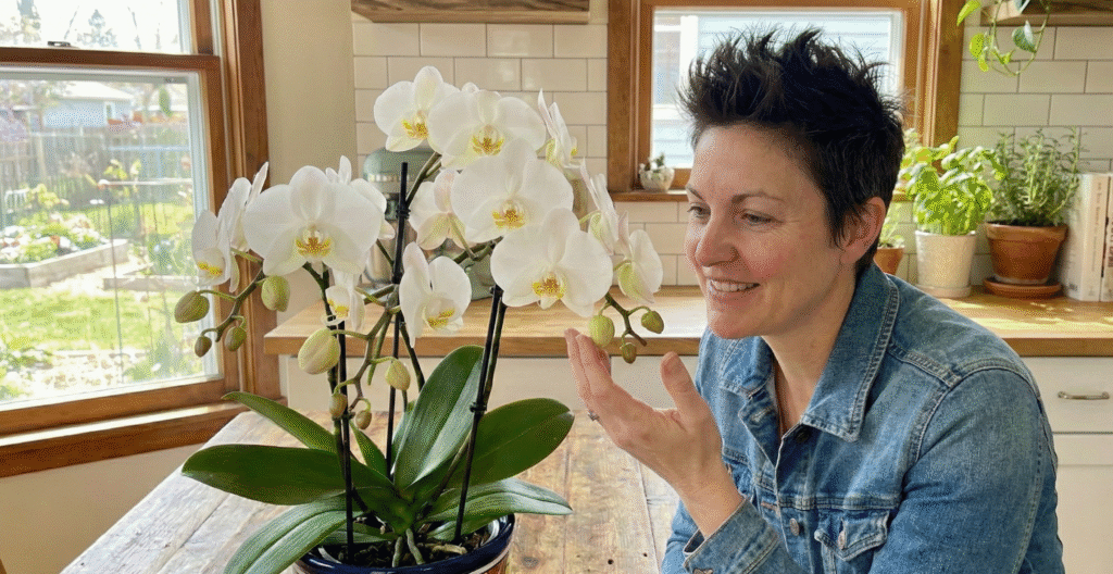 inda orquídea Phalaenopsis florida com botões vibrantes, realçando a beleza das orquídeas.